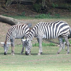 Maneless zebras -Zoo Plzeň (2025)