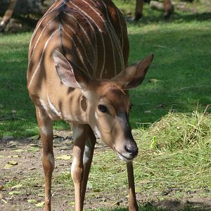 Lowland nyala -Zoo Plzeň (2025)