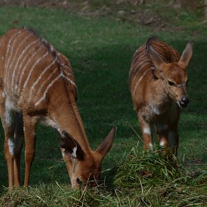 Lowland nyalas -Zoo Plzeň (2025)