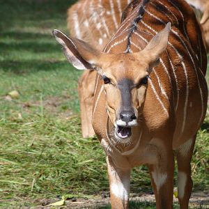 Lowland nyala -Zoo Plzeň (2025)