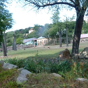 Rothschild's giraffe, Blesbok and Greater kudu exhibit -Zoo Plzeň (2025)