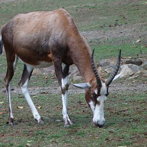 Blesbok -Zoo Plzeň (2025)