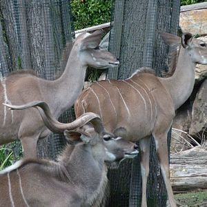 Greater kudus -Zoo Plzeň (2025)