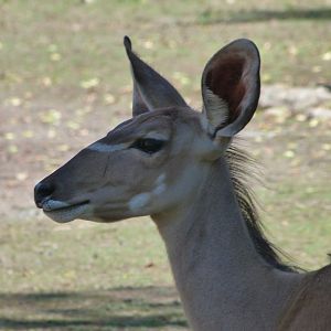 Greater kudu -Zoo Plzeň (2025)