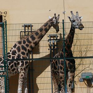 Rothschild's giraffes -Zoo Plzeň (2025)