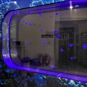 Jellyfish tank