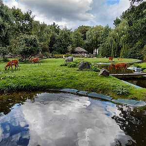 Sitatunga + marabou stork exhibit
