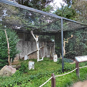 Spectacled owl aviary