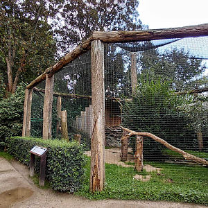 Steller's sea eagle aviary
