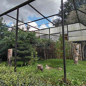 Egyptian vulture aviary