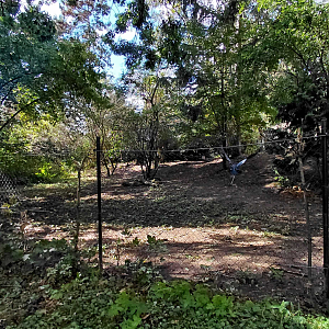 Marabou stork + goose exhibit