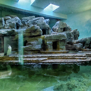 Humboldt penguin indoor exhibit