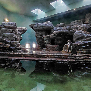 Humboldt penguin indoor exhibit