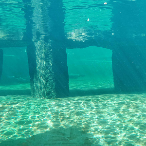 Cape fur seal exhibit - underwater view