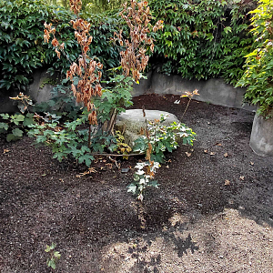 Chacoan mara outdoor exhibit