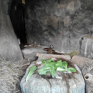 Chacoan mara indoor exhibit