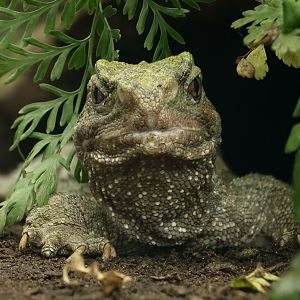 Tuatara : Chester Zoo : 06 Sep 2025