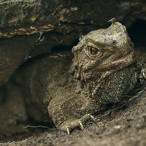 Tuatara : Chester Zoo : 06 Sep 2025