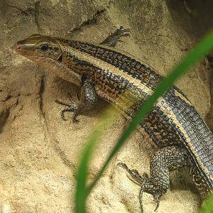 Southeastern girdled lizard : Chester Zoo : 06 Sep 2025