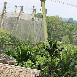 Papuan Hornbill in Wings of Asia with View to Crimson Wetlands Behind