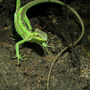 Eastern casquehead iguana : Chester Zoo : 06 Sep 2025