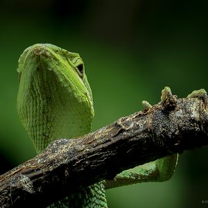 Eastern casquehead iguana : Chester Zoo : 06 Sep 2025