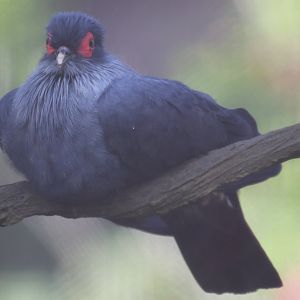 Madagascar Blue Pigeon
