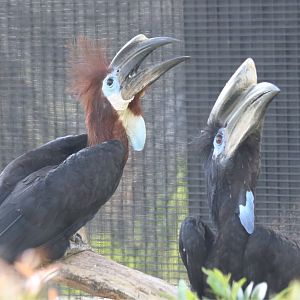 Black-casqued Hornbill Pair Calling
