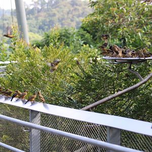 Large Flock of Chestnut-and-black Weavers