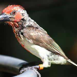 Vieillot's barbet
