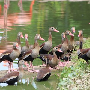 Group of Black-bellied Whistling Ducks