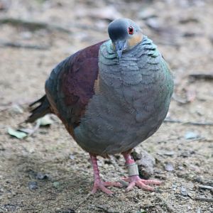 Crested Quail-dove