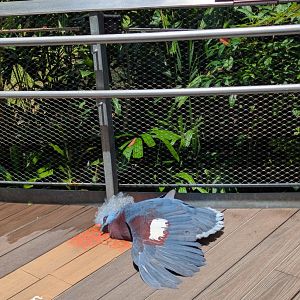 Sclater's Crowned-pigeon Sunbathing