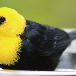 Yellow-hooded Blackbird
