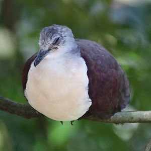 Santa Cruz Ground Dove
