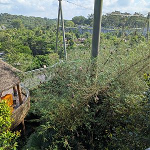 Weaver Colony in the Bamboo - Heart of Africa