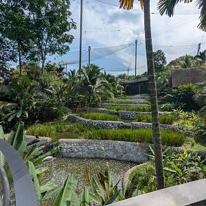 Wings of Asia Rice Paddies from the Bottom