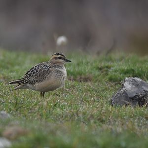 Eurasian Dotterel, Fox House, Derbyshire - 14th September 2025
