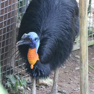 Northern Cassowary