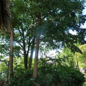 Northern white-cheeked gibbon exhibit -Zoo Plzeň (2025)