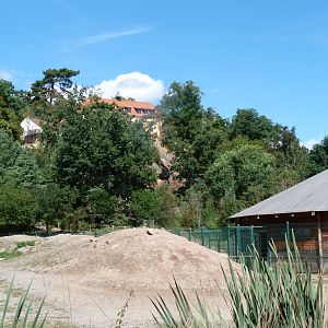 Bactrian camel and Kulan exhibit -Zoo Plzeň (2025)