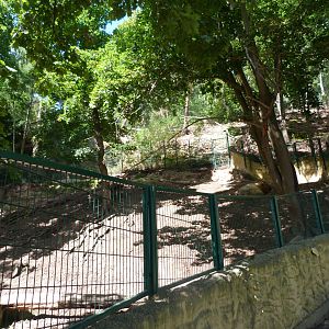 Golden takin exhibit -Zoo Plzeň (2025)