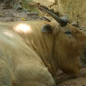 Golden takin -Zoo Plzeň (2025)