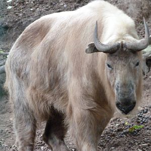 Golden takin -Zoo Plzeň (2025)