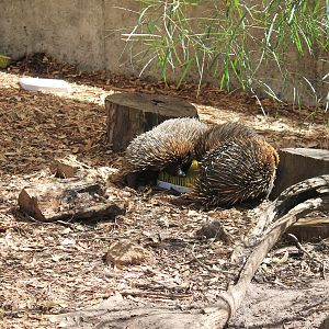 Short-beaked Echidnas