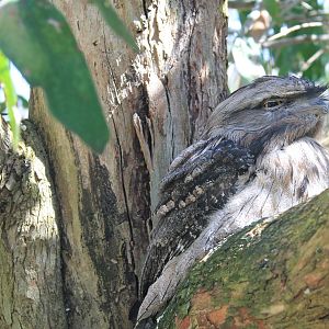 Tawny Frogmouth