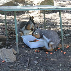 Yellow-footed Wallabies