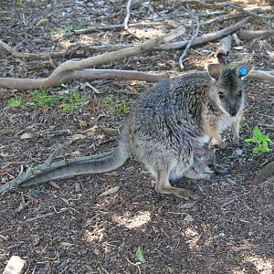 Tammar Wallabies