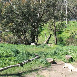 Dingo enclosure