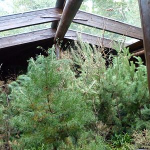 Siberian aviary -Zoo Plzeň (2025)